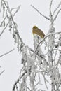 Buntings - Emberiza Citrinella on brunches