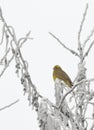 Buntings - Emberiza Citrinella on brunches