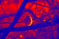 Buntings thermal image