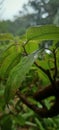 BUNUT banyan is a type of banyan tree which is suitable for making bonsai and ornamental plants Royalty Free Stock Photo