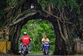 Bunut bolong Bali, Big Banyan Tree.