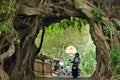 Bunut bolong Bali, Big Banyan Tree.