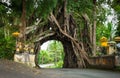 Bunut Bolong: Ficus Tree Tunnel At West Off-Beaten Track