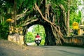 Bunut Bolong: Ficus Tree Tunnel At West Off-Beaten Track Royalty Free Stock Photo