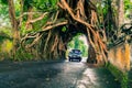 Bunut Bolong: Ficus Tree Tunnel At West Off-Beaten Track Royalty Free Stock Photo