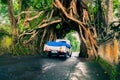 Bunut Bolong: Ficus Tree Tunnel At West Off-Beaten Track Royalty Free Stock Photo