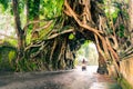 Bunut Bolong: Ficus Tree Tunnel At West Off-Beaten Track Royalty Free Stock Photo