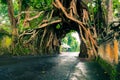 Bunut Bolong, Great huge tropical nature live green Ficus tree with tunnel arch of interwoven tree roots at the base for walking