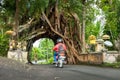 Bunut Bolong, Great huge tropical nature live green Ficus tree with tunnel arch of interwoven tree roots at the base for walking