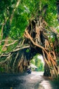 Bunut Bolong, Great huge tropical nature live green Ficus tree with tunnel arch of interwoven tree roots at the base for walking