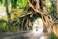 Bunut Bolong, Great huge tropical nature live green Ficus tree with tunnel arch of interwoven tree roots at the base for walking