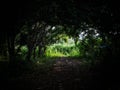 A light in the end of a tunnel. Tropical tunnel in Thailand forest.