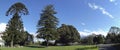 Bunya-Bunya, Norfolk Island Pines and Big Fig Royalty Free Stock Photo