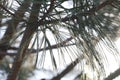 Bunya Bunya Pine Tree - Araucaria Bidwillii Royalty Free Stock Photo