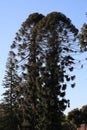 Bunya Bunya Pine Tree - Araucaria Bidwillii Royalty Free Stock Photo