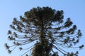 Bunya Bunya Pine Tree - Araucaria Bidwillii Royalty Free Stock Photo