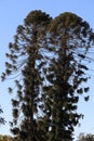 Bunya Bunya Pine Tree - Araucaria Bidwillii Royalty Free Stock Photo