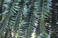 Bunya pine branches seen up close Royalty Free Stock Photo
