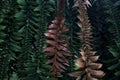 Bunya pine branches seen up close Royalty Free Stock Photo