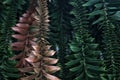 Bunya pine branches seen up close Royalty Free Stock Photo