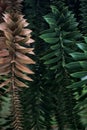 Bunya pine branches seen up close Royalty Free Stock Photo
