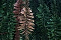 Bunya pine branches seen up close Royalty Free Stock Photo