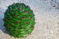 Bunya Pine cone Royalty Free Stock Photo