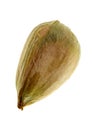 Bunya Pine Seed