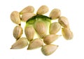 Bunya Pine Seeds Royalty Free Stock Photo