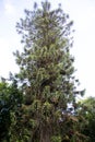 Bunya Pine Tree Royalty Free Stock Photo