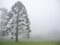 Bunya tree in fog Royalty Free Stock Photo