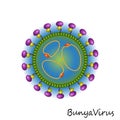 Bunya Virus particle structure