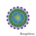 Bunya Virus particle structure isolated