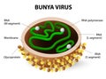 Bunya virus. Virion structure