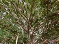 Bunyan& x27;s Tree Royalty Free Stock Photo