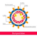 Bunyaviridae. Classification of viruses. Royalty Free Stock Photo