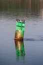 Buoy on Kennebec River Royalty Free Stock Photo
