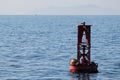 Buoy Sea Lions Royalty Free Stock Photo