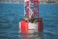 Buoy with seals & x28;Pinnipedia& x29; lying on top of it in Newport beach