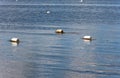 Buoys on water