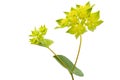 Bupleurum closeup on white Royalty Free Stock Photo