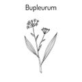 Bupleurum Bupleurum sinensis , medicinal plant. Royalty Free Stock Photo