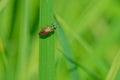 Buprestidae beetle Royalty Free Stock Photo