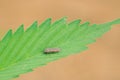 Buprestidae beetle Royalty Free Stock Photo