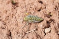 Buprestidae beetle with yellow spots sitting on desert ground , Coleoptera