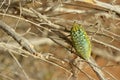 Buprestidae beetle with yellow spots sitting on desert tree , Coleoptera Royalty Free Stock Photo