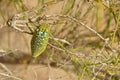 Buprestidae beetle with yellow spots sitting on desert tree , Coleoptera Royalty Free Stock Photo