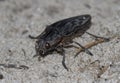 Buprestidae crawling on Pessoa in a pine forest.