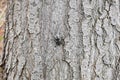 Black Buprestidae beetle camouflage on tree , kind of pest