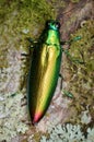 Close up image of a beautiful metallic jewel beetle Royalty Free Stock Photo